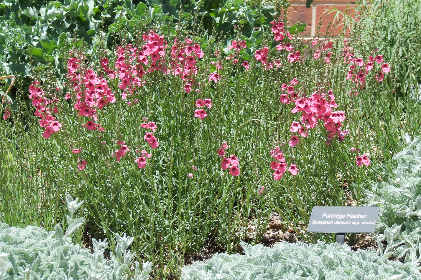 Coral Canyon Twinspur